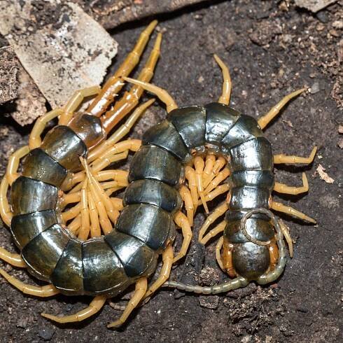 Jacksonville pest control experts