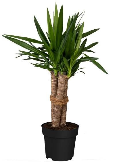 Juka vláknitá (Yu filamentosa) bílá pr. květináče 23 cm nakoupit u OBI
