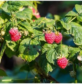 Maliník - Rubus idaeus - prodej prostokořenných sazenic - 2 ks