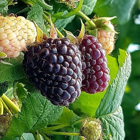 ČERNÁ PURPUROVÁ MALINA OPAKUJÍCÍ PLODNOST SAZENICE V KVĚTINÁČI P9 Druh rostliny maliny a ostružiny