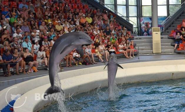 VARNA - DELFINARY - ALADZA - Activities & Tours in Sveti Vlas