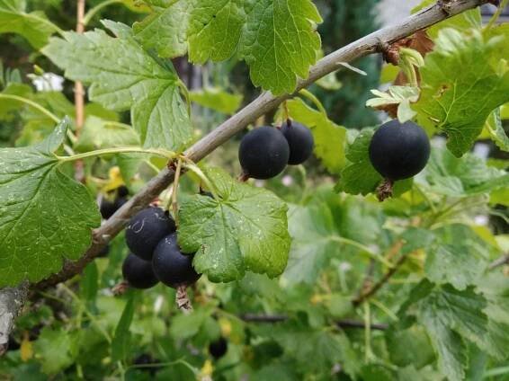 Josta - Ribes nidigrolaria - keř