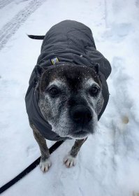 A dog wears the Quinzee dog jacket in the snow. 