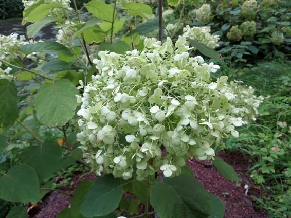 Soubor:Hydrangea arborescens 'Strong Annabelle' 01.jpg