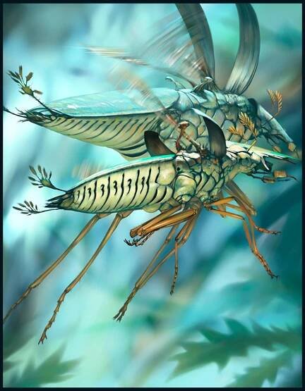 salsa_invertebraxa__flight