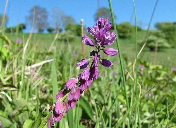 Vítod větší (Polygala major), květy, květenství