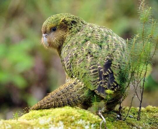 Kakapo 