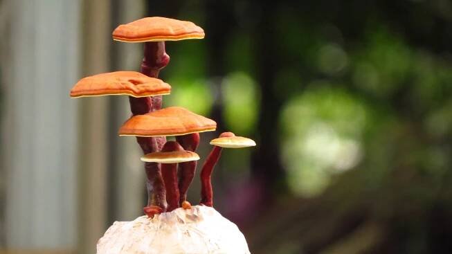 Cordyceps a Reishi - proč a kdy užívat tyto houby současně - CORDYCEPS.info - Informační portál o Cordycepsu