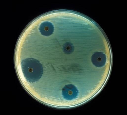 Antibiotikum – Wikipedie