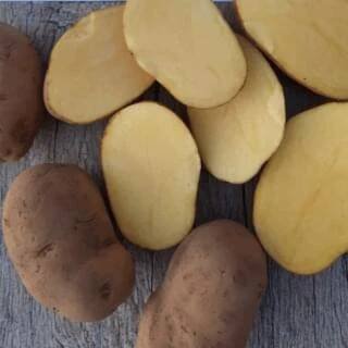 Scuk.cz Brambory Agria - typ C, 10 kg