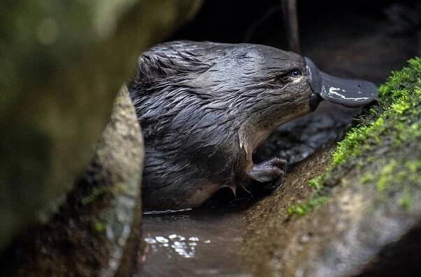 The Platypus Guardian - Z filmu