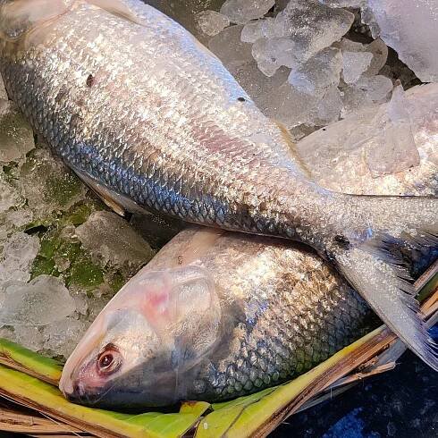 Hilsa Bengal