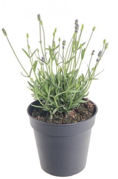 Levandule lekařská, Lavandula angustifolia Hidcote, skladem | ZAZUMi.cz