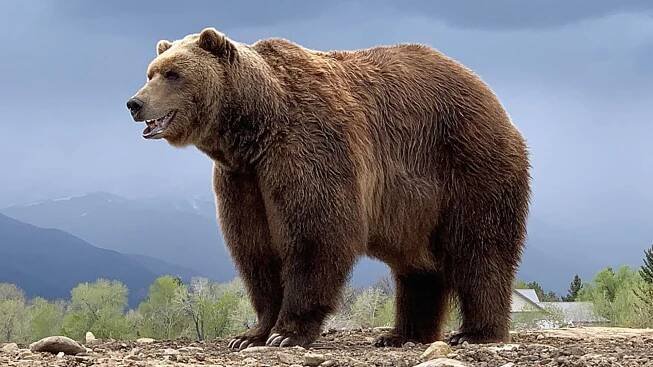 Fanoušci smutní. Zemřela zvířecí hvězda Hry o trůny, grizzly zářil i v dalších filmech