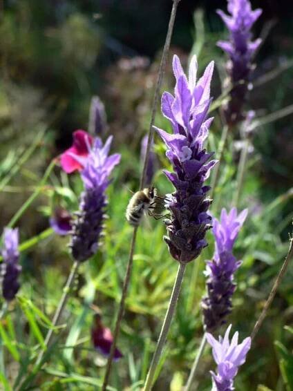 Soubor:Lavandula dentata 2.jpg – Wikipedie