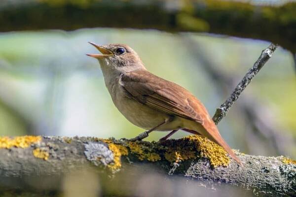 Nightingale Symbolism