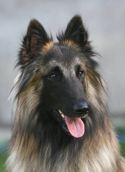 Fotogalerie – Tervueren-Welpen von Xantara | Tervuerenzucht im Allgäu | Belgischer Schäferhund