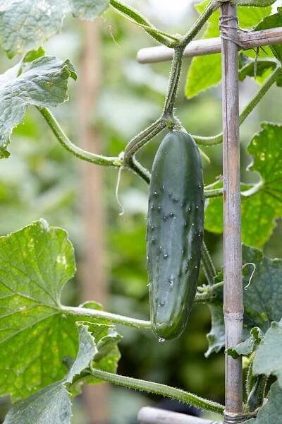 Cucumis sativus
