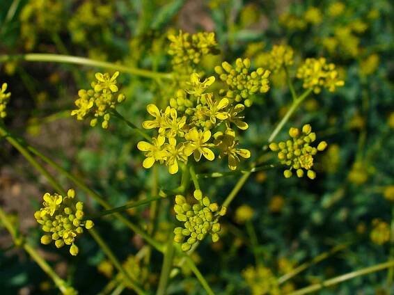 Soubor:Isatis tinctoria 002.JPG – Wikipedie