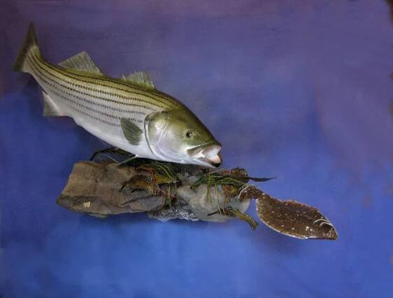 Fish - Mike Walsh Taxidermy