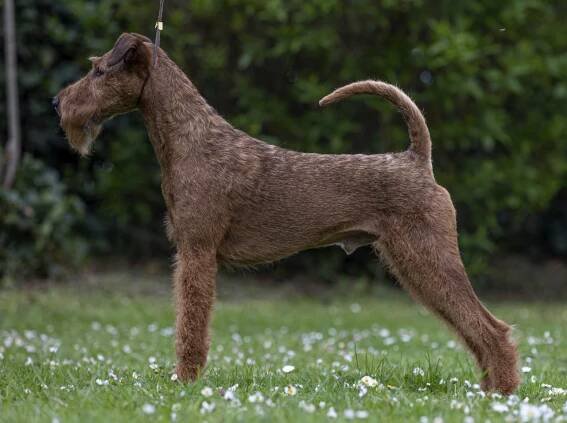 Forest Irish Kennel - Irský teriér