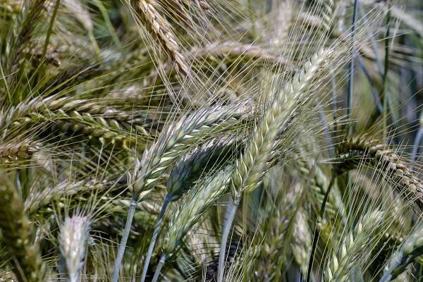 zrnitý kříž pšenice a žita, triticale, x triticale, x triticosecale - triticum aestivum x secale cereale - bavorsko, německo, evropa - ocún jesenní - stock snímky, obrázky a fotky