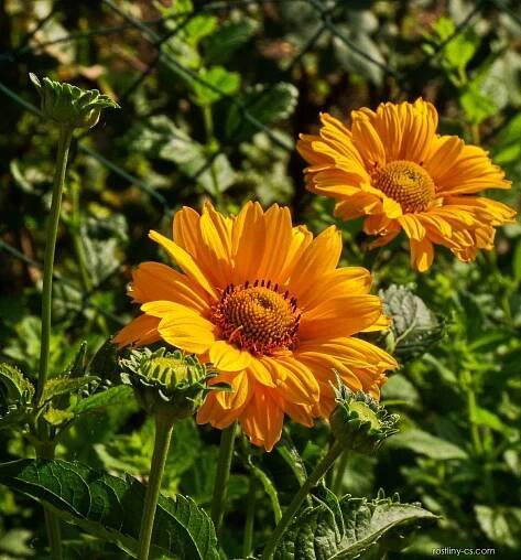 Janeba drsná (Heliopsis helianthoides var scabra)