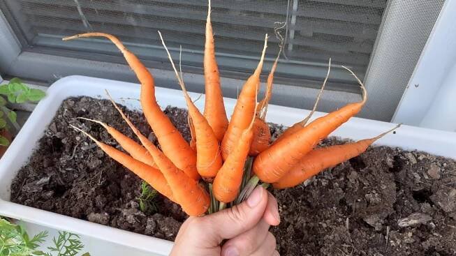 Pěstujeme mrkev na balkóně v truhlíku