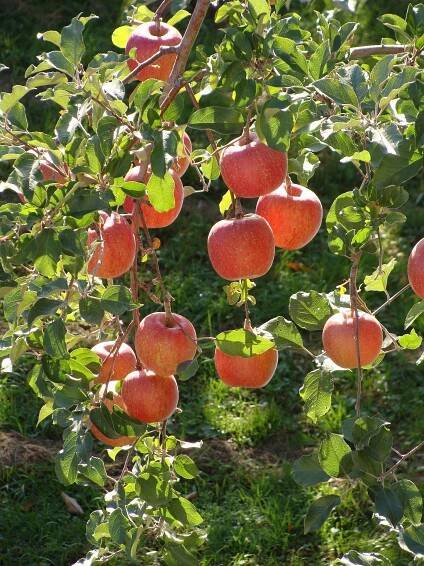 Soubor:Rosaceae Malus pumila Malus pumila Var domestica Apples Fuji.jpg