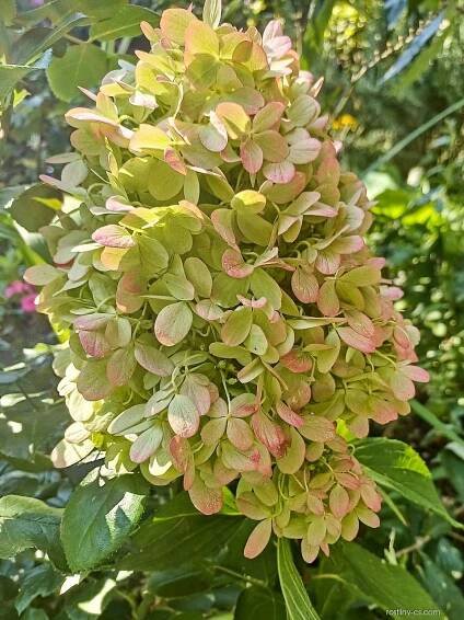 Hortenzie latnatá Graffiti (Hydrangea paniculata)