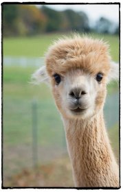 welcome to the barnyard - Farm Animal Photography & Greeting Cards for Sale in NJ | Barnyard Moments
