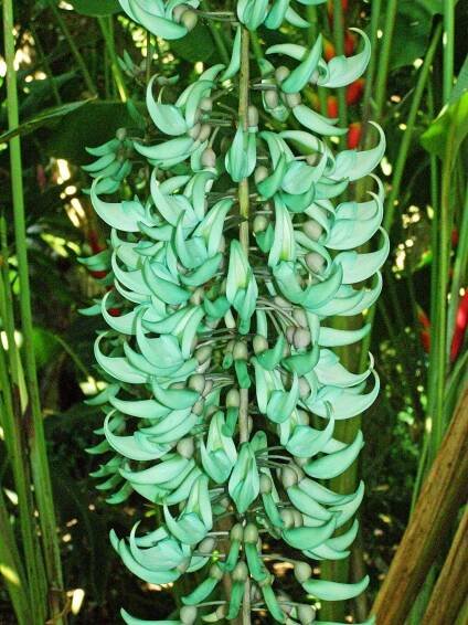 Jade vine. Strongy;odon macrobotrys. Photo: David Clode.