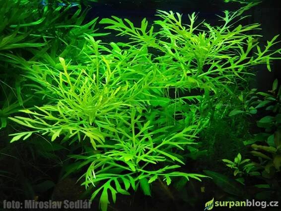 Hygrophila difformis - Mokřanka trojkvětá - akvarijní rostliny Surpan.cz 