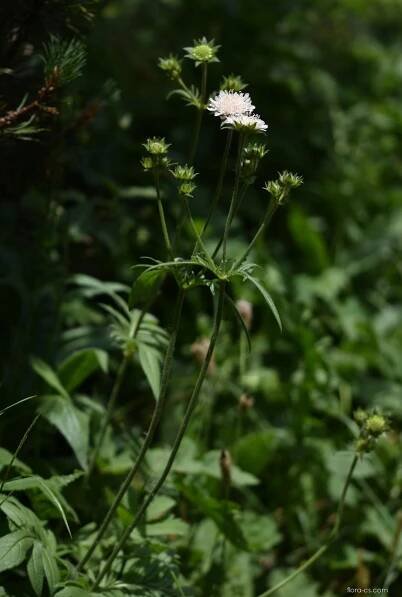 Chrastavec Kitaibelův (Knautia kitaibelii)
