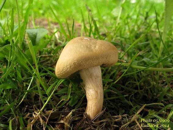 Polnička tuhá - Agrocybe dura - Kudluv fotoatlas hub
