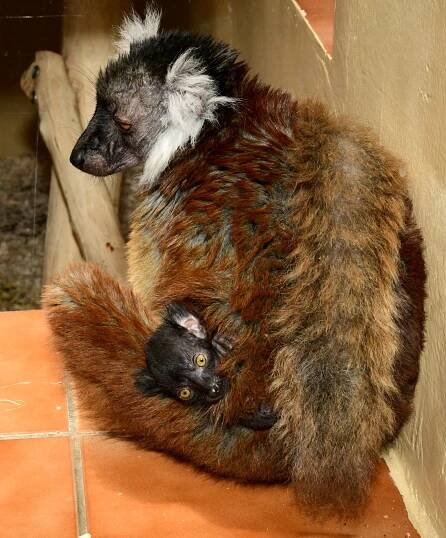 Index of /tiskove-zpravy-2025/TZ-39-2025-06-02-LEMUR_TMAVY