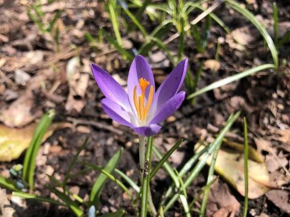 Crocus.
