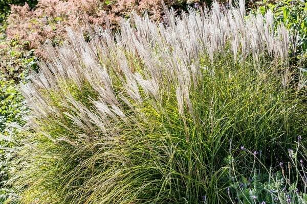 Predaj MISCANTHUS (druhy) - 2024