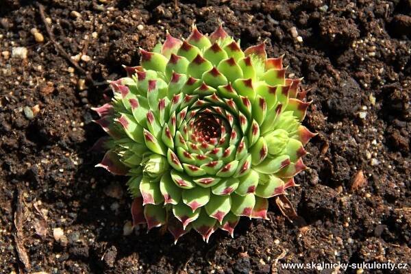 Netřesky Sempervivum 2