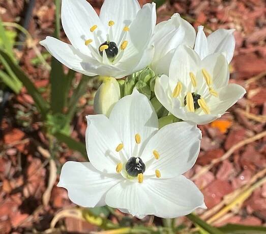 White Star Flower - Sunnyvale-Garden