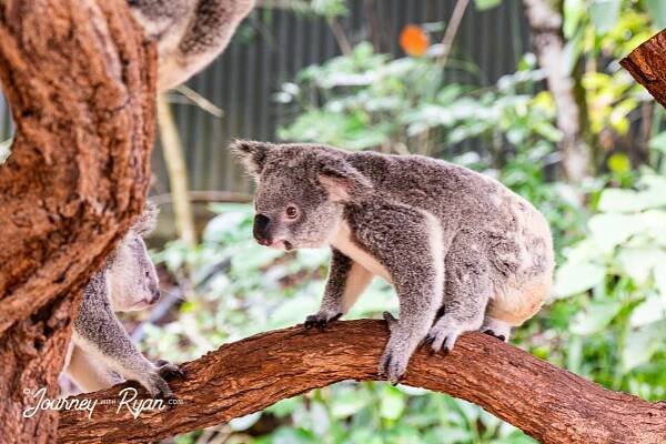 Cairns, Australia — Journey with Ryan