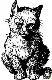 Vintage naštvaná kočka omalovánka