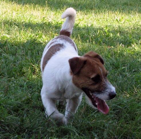 Jack Russel Terrier - srst broken