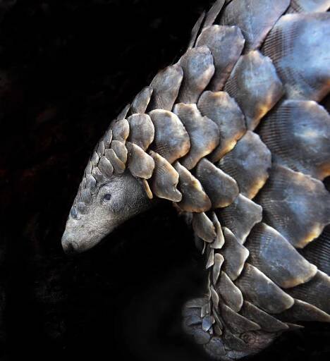 PANGOLIN Conservation — Creature Conserve