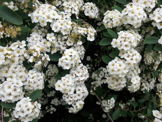 Původní keře pro živou zahradu - Okrasné keře - klasické - Tavolník Van Houtteův (Spiraea vanhouttei)