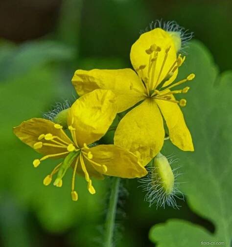 Vlaštovičník větší (Chelidonium majus)
