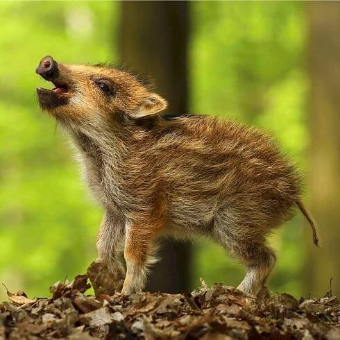 Sele prasete divokého – Miroslav Hlavko / Shutterstock