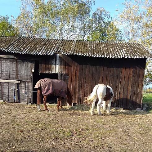 Loriaux Efficiency - PaardENcoach 