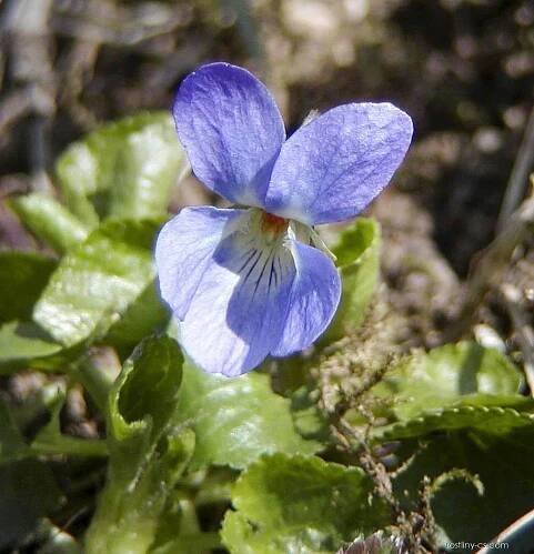 Violka vonná (Viola odorata)