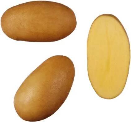 Sadbové brambory Monika - velmi rané, odolné plísni, varný typ B, 5 kg (BIOM)